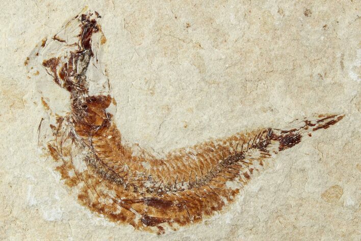 Cretaceous Fossil Fish - Lebanon #238358